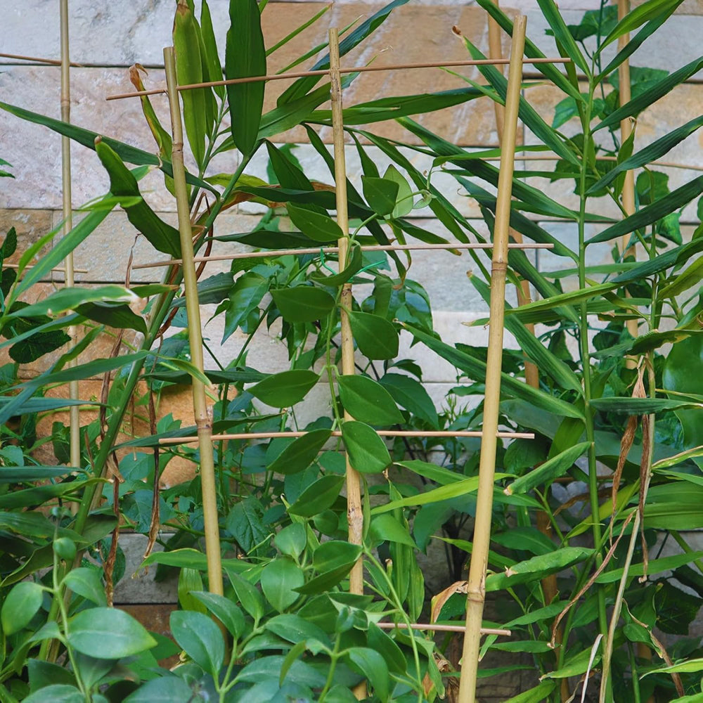 花架-60CM（16"）-3杆4纵-10PCS-X004I4TPV5