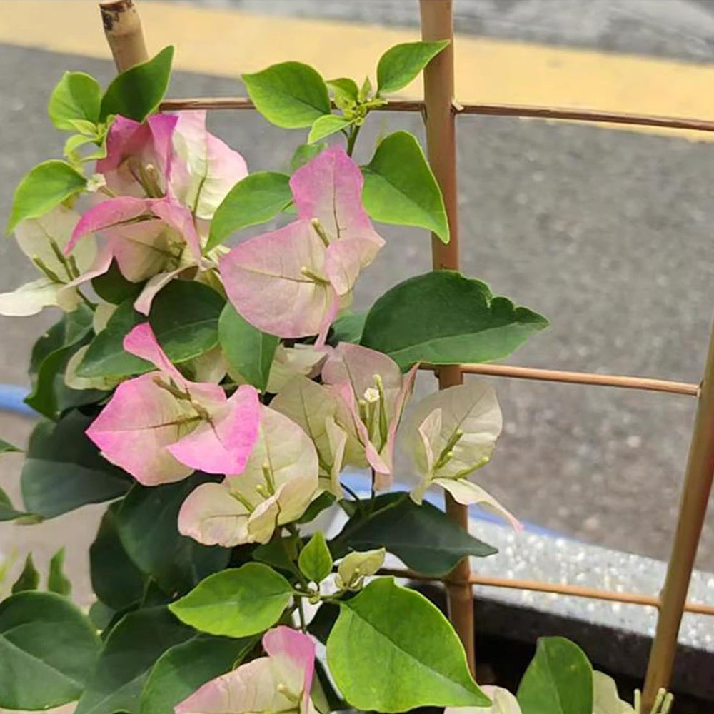 花架-40CM（16"）-3杆4纵-5PCS-X0040MEW7R