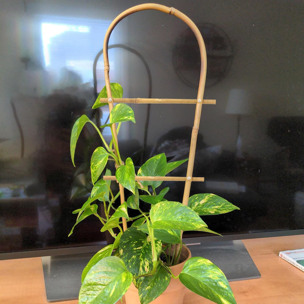 弯竹飞机-60CM-10PCS-X004I4G36P